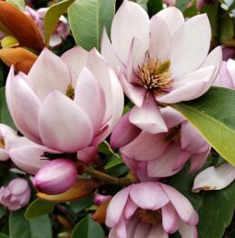 Magnolija 'Fairy Blush'